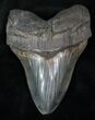 Serrated Megalodon Tooth - Massive Root #13064-1